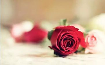 520酒店营销活动方案6篇