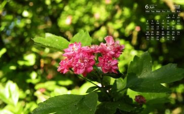 6月工作报告8篇