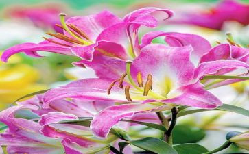 《百合花开》读后感8篇