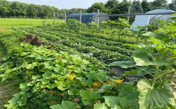 中班摘蔬菜教案模板6篇