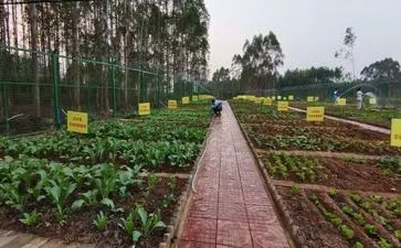 种蔬菜心得体会6篇
