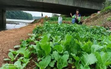运蔬菜咯教案优质6篇