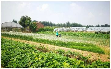 菜经采购合同模板模板5篇