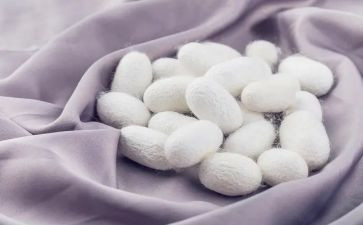 小班关于蚕的教案5篇