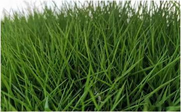 《野草》的读后感7篇