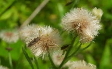 金色的草地教案5篇