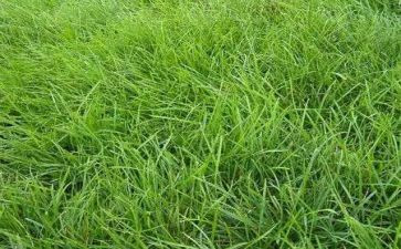 读了野草的读后感6篇