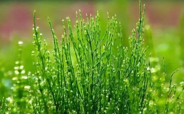 草读后感600字通用7篇