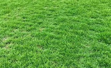养花草的作文通用8篇
