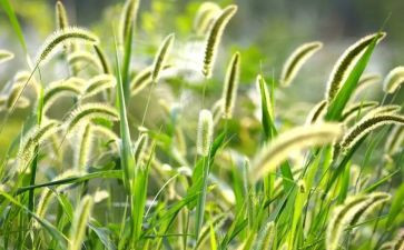 草原的教案模板8篇