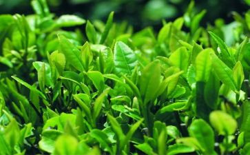 茶艺后心得体会400精选5篇