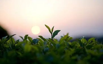 幼儿园中班关于茶的教案参考5篇