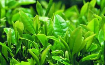 茶培训心得体会6篇