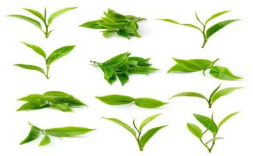 学茶艺的心得体会6篇