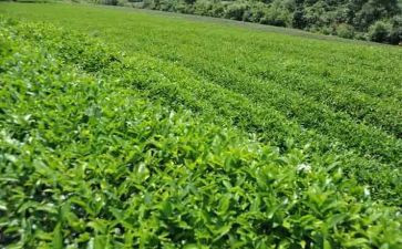 茶生活心得体会5篇