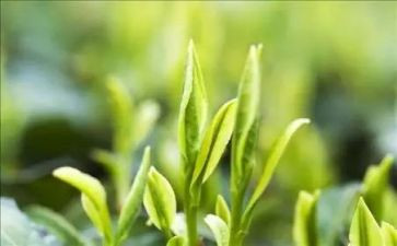参观茶企业心得体会精选8篇
