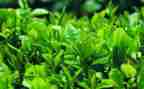 茶壶的教案8篇