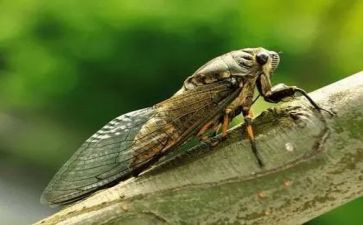 小班蚕和蝉教案6篇