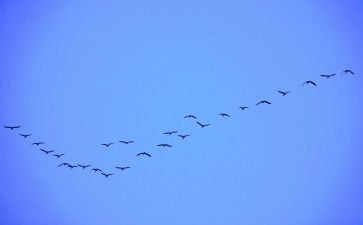 大雁飞教案5篇