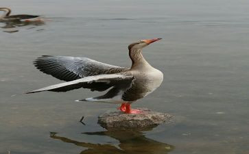 大雁归来教案教案5篇