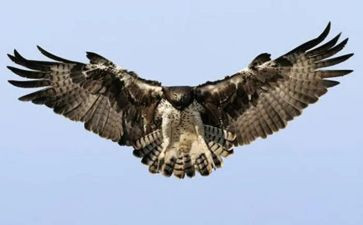 射雕英雄传读书心得7篇