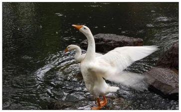 《骑鹅旅行记》心得7篇