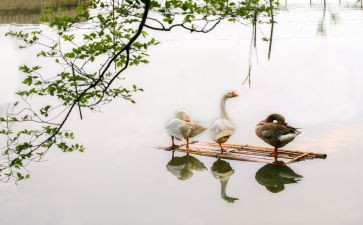 小白鹅的读后感6篇