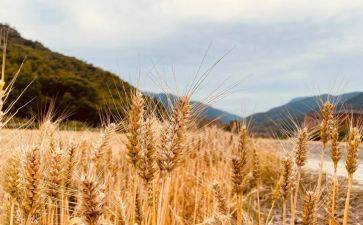 秋天丰收作文参考8篇