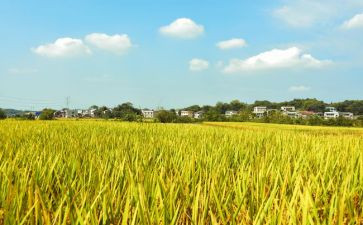 秋天丰收作文优秀6篇