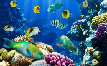 海底两万里读后感500字最新6篇