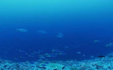 海底探险作文8篇