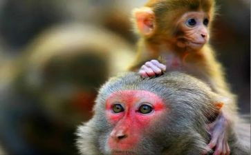 小猴子下山的教学反思通用6篇