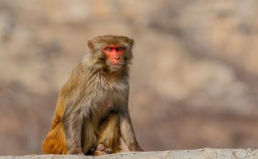 猴戏团读后感5篇