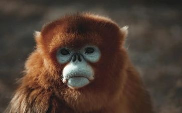 狗和猴的读后感100字7篇