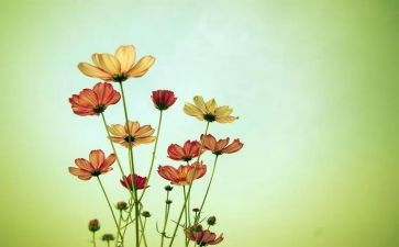 阅读《朝花夕拾》心得体会7篇