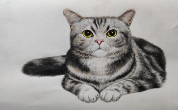 中班语言《画》教案6篇