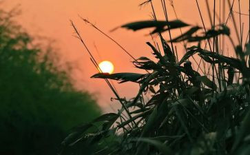 怀念狼心得体会8篇