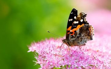 中班蝴蝶花教案6篇