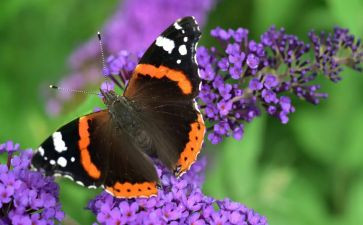 蝴蝶的家教案优质6篇