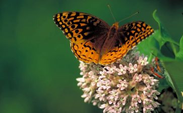 中班音乐蝴蝶飞教案5篇