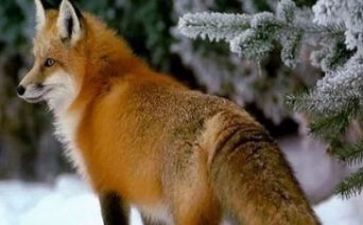 好狐狸坏狐狸读后感参考7篇