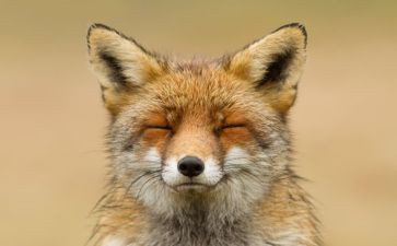 小狐狸的枪和炮教案6篇