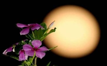 九月份小小班的月总结5篇