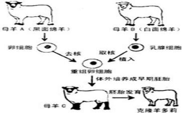 克隆我后作文参考7篇