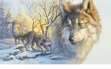 《狼王梦》读后感作文500字6篇