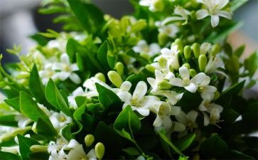 幼儿园音乐《茉莉花》教案5篇