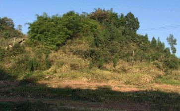 橡胶林地转让合同5篇