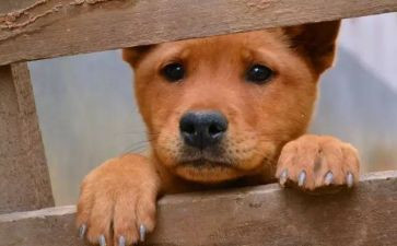 流浪狗的作文优秀8篇