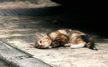 流浪地球二观后感6篇