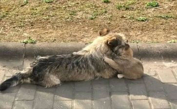 流浪地球二观后感推荐7篇